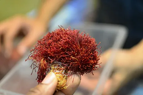 تصویر 4 از زعفران دسته مثقالی با ظاهر منظم و کیفیت مناسب